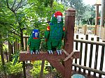 Safari Trek Parrots
